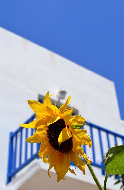 Hotel Bilia Zambujeira do Mar Dış mekan fotoğraf